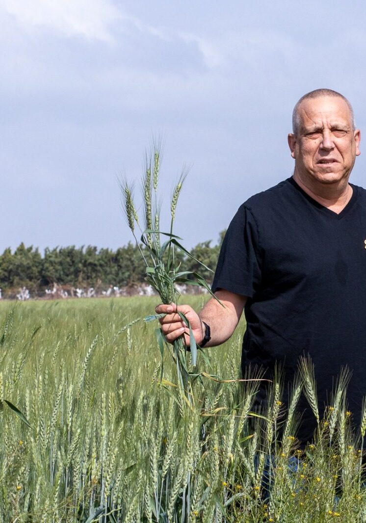 Man in black shirt standing in a green wheat field holding a plant.